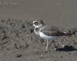 Charadrius wilsonia