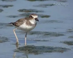 Charadrius wilsonia