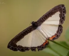Nymphidium ascolia