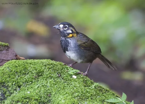 Melozone leucotis