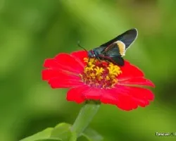 Flor y mariposa 1