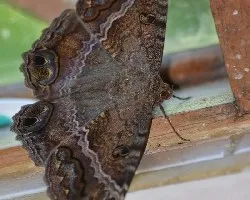 Ascalapha odorata