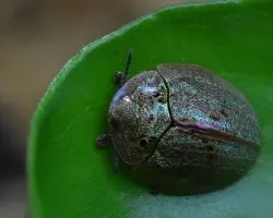 Mariquita turquesa
