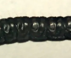 Oruguita