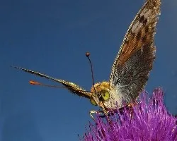 Argynnis paphia
