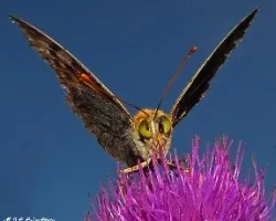 Argynnis paphia
