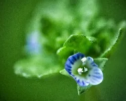 Pequeña flor