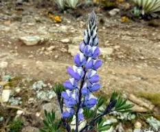 Lupinus polyphyllus