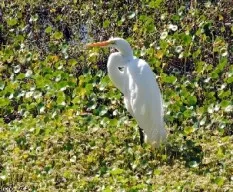 Ardea alba