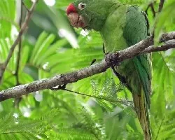 Aratinga finschi