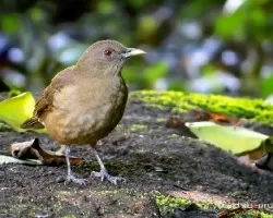 Turdus grayi