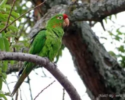 Aratinga finschi