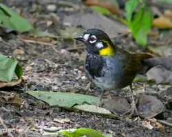 Melozone leucotis