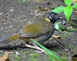 Melozone leucotis