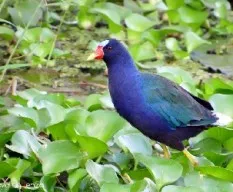 Porphyrio martinica