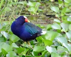 Porphyrio martinica