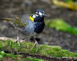 Melozone leucotis