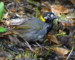 Melozone leucotis