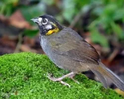 Melozone leucotis