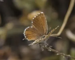 Cacyreus marshalli