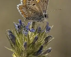 Aricia cramera