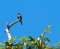 Contopus cooperi