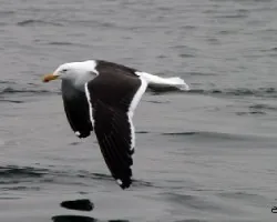 Larus dominicanus