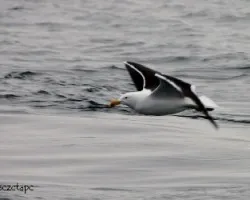 Larus dominicanus