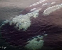 Eubalaena australis