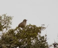 Un pajarito