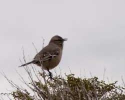 Un pajarito
