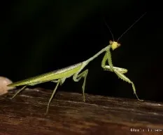 Mantis religiosa