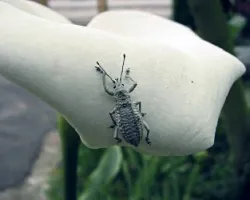 Flor blanca con insecto