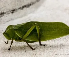 Identificar