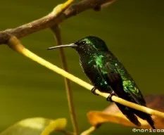 Colibri