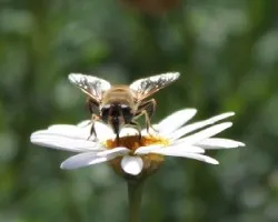 Abeja