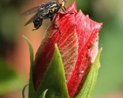 Mosca