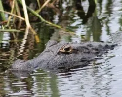 Caiman yacare