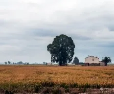 Campos de arroz