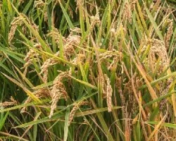 Arroz