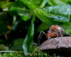 Araña 