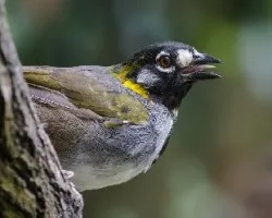 Melozone leucotis