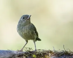 Diglossa plumbea