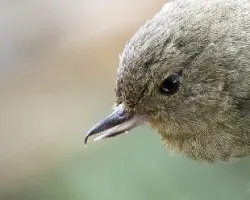 Diglossa plumbea