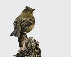 Contopus ochraceus