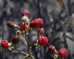 Moras