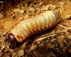 Pequeño gigante