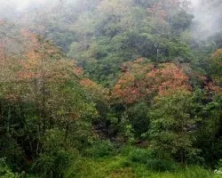 Bosques de chiz