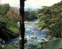 El pejibaye