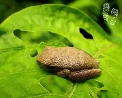 Siesta anfibia